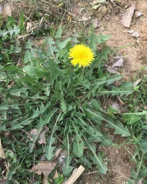 在野外怎么识别蒲公英,野外怎么分辨蒲公英草