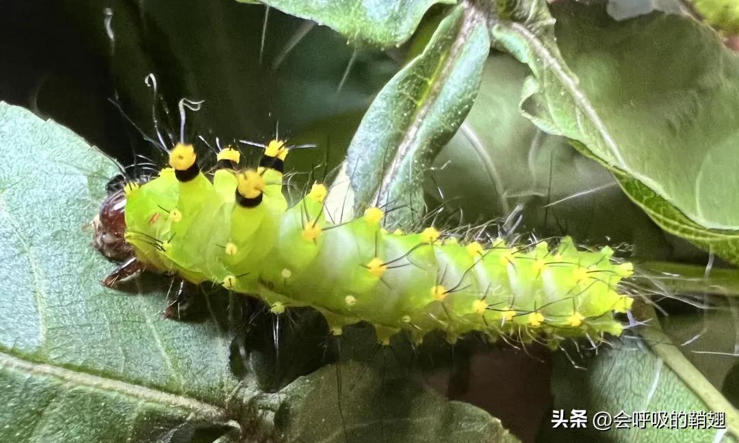 绿尾大蚕蛾怎么样驱除,大蚕蛾饲养记录