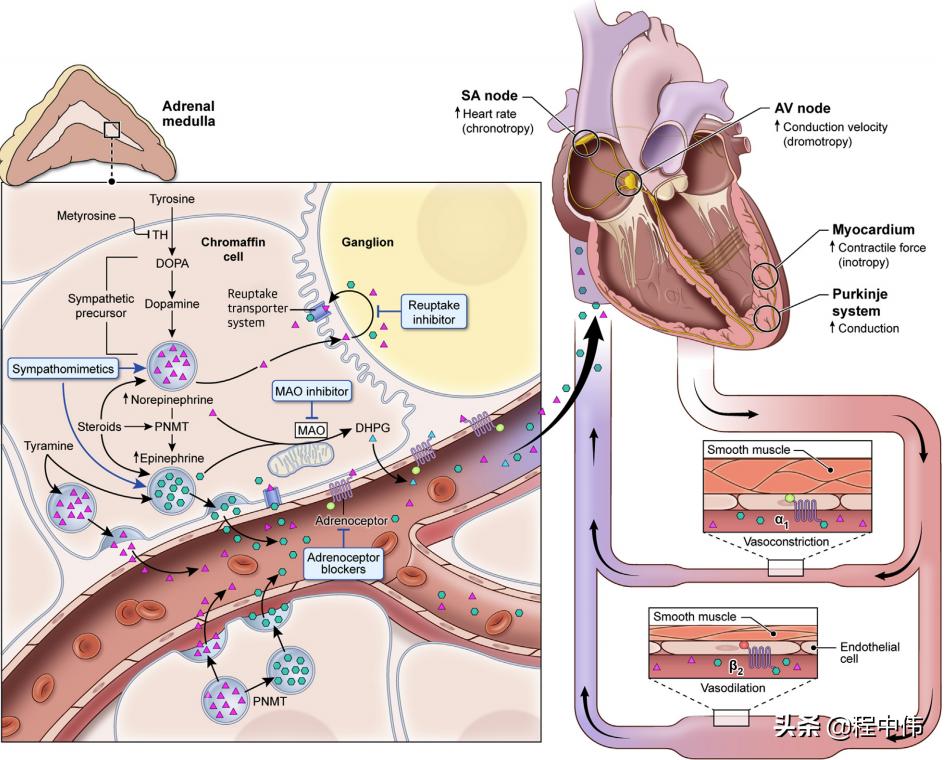 嗜铬细胞瘤出现心慌会长多大,嗜铬细胞瘤心动过速的原因