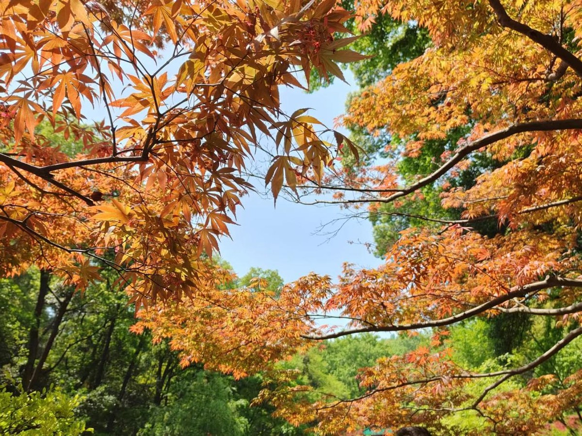 玩转长沙攻略,带你玩遍长沙攻略