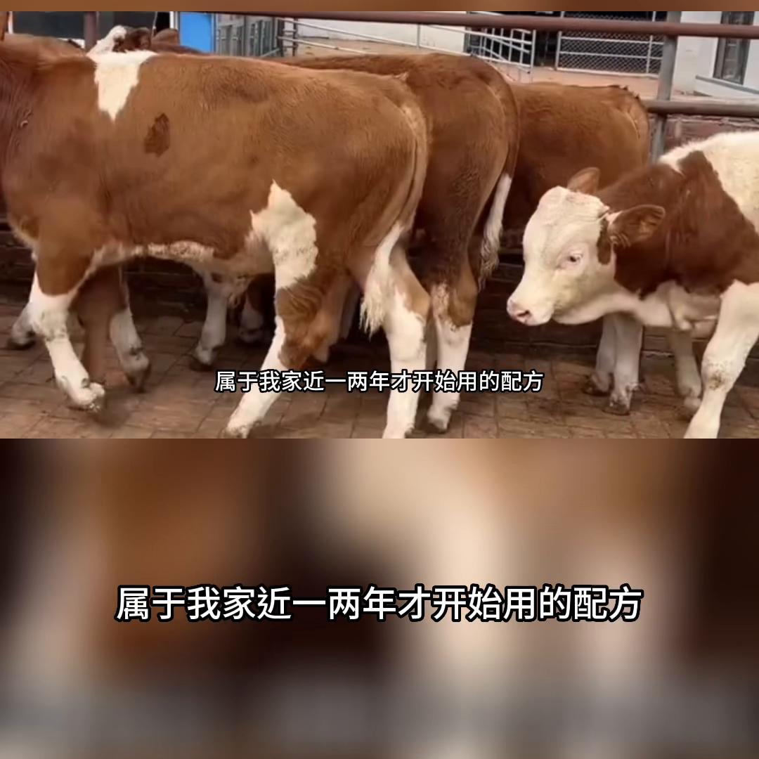 喂育肥牛配浓缩饲料1:2好还是1:3好,育肥牛后期自配料比例怎样配