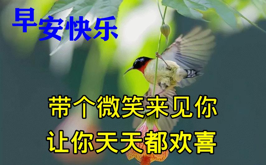 2018微信早安最美的动态表情大全,微信最漂亮早上好表情图片带鲜花