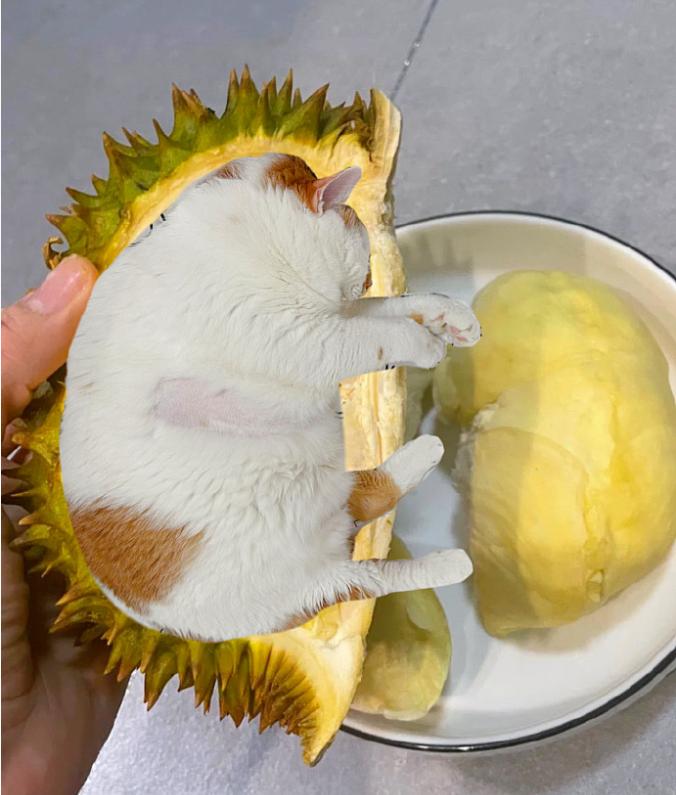 榴莲有点开口了有点长毛,榴莲靠近核的地方像长毛
