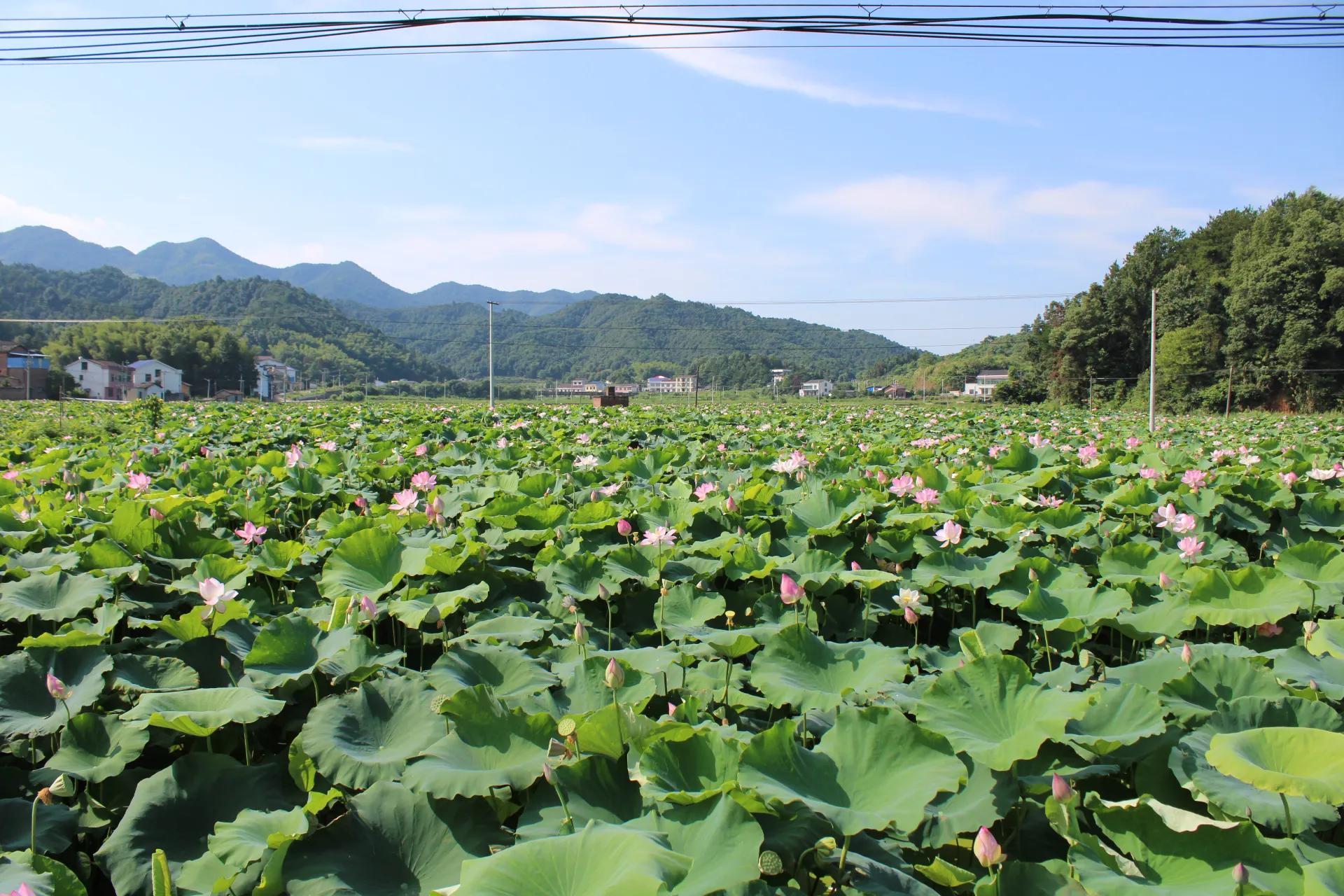 活水注入乡村振兴,乡村振兴的经验分享与最佳实践