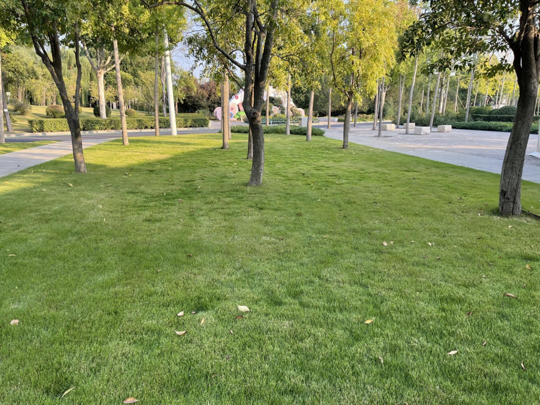 景观草坪如何搭配,庭院景观草坪种类