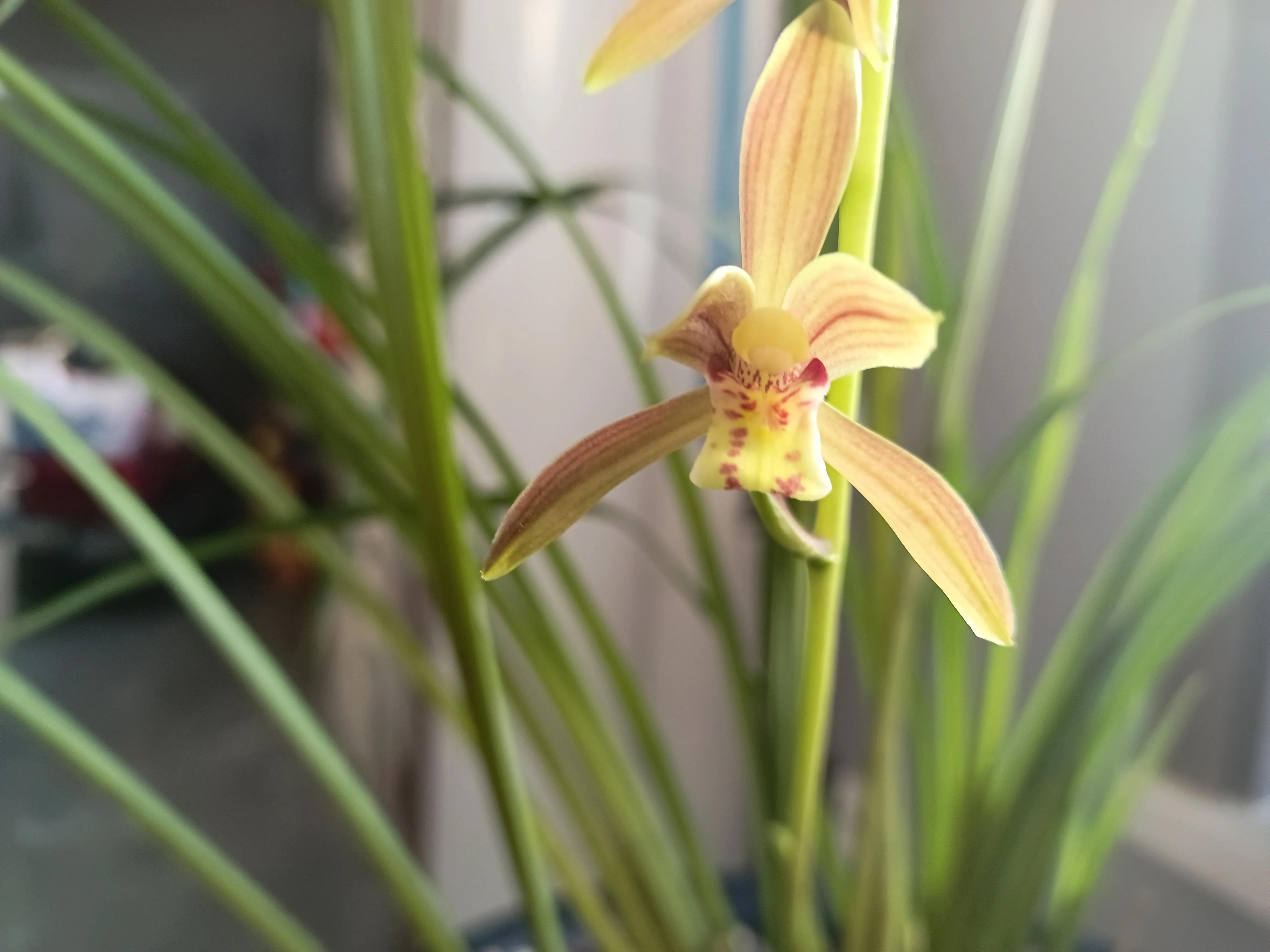 兰花浇水的正确方法兰花好养吗,如何给兰花浇水最好的方法