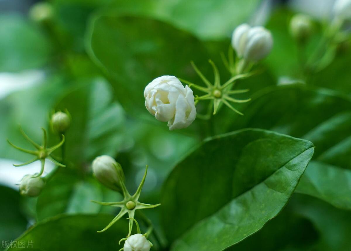 茉莉花的花苞掉光了,家里养的茉莉花为什么花开得少