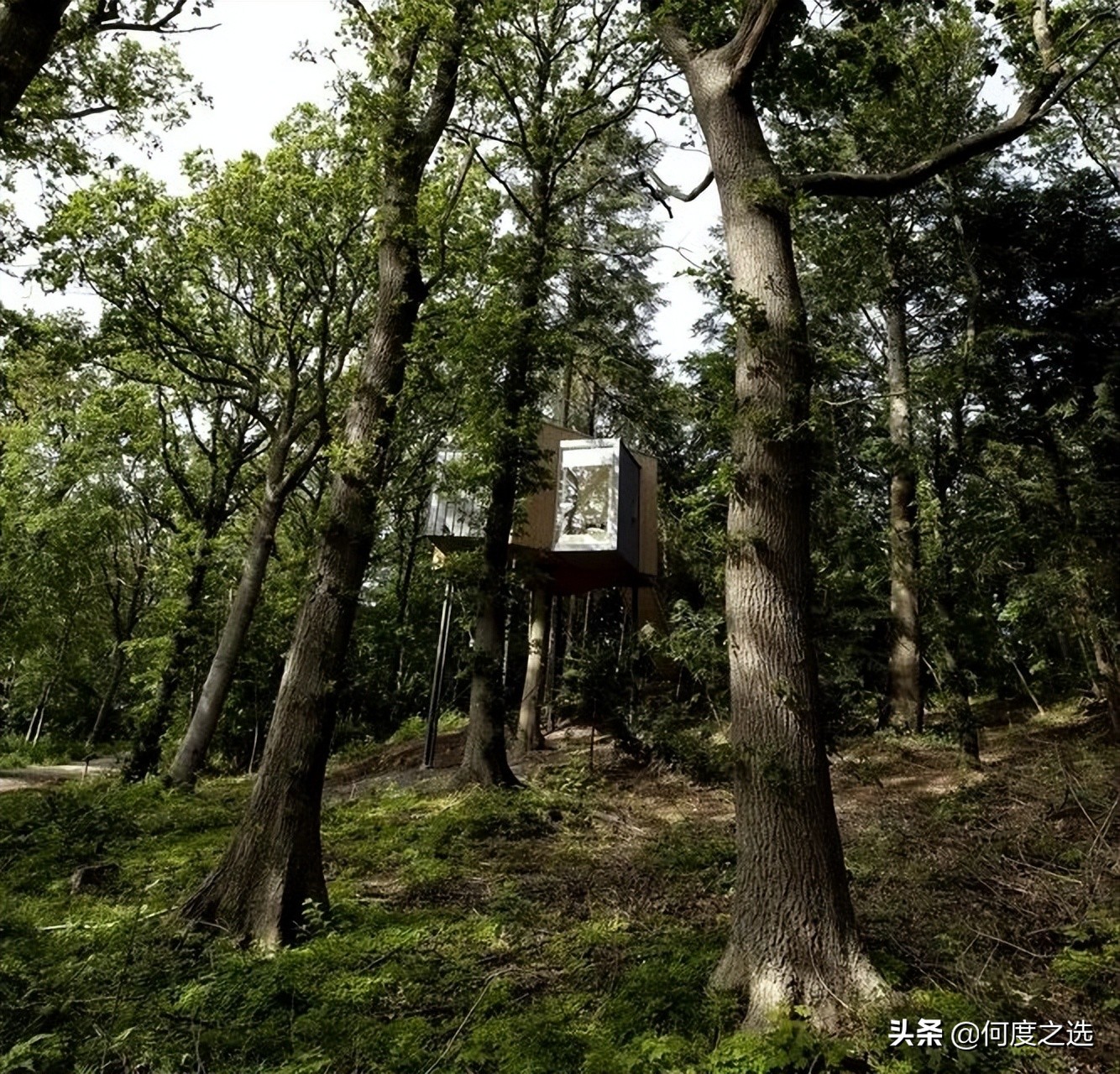 森林里的“树屋”：丹麦森林中建造的酒店，美到让人窒息