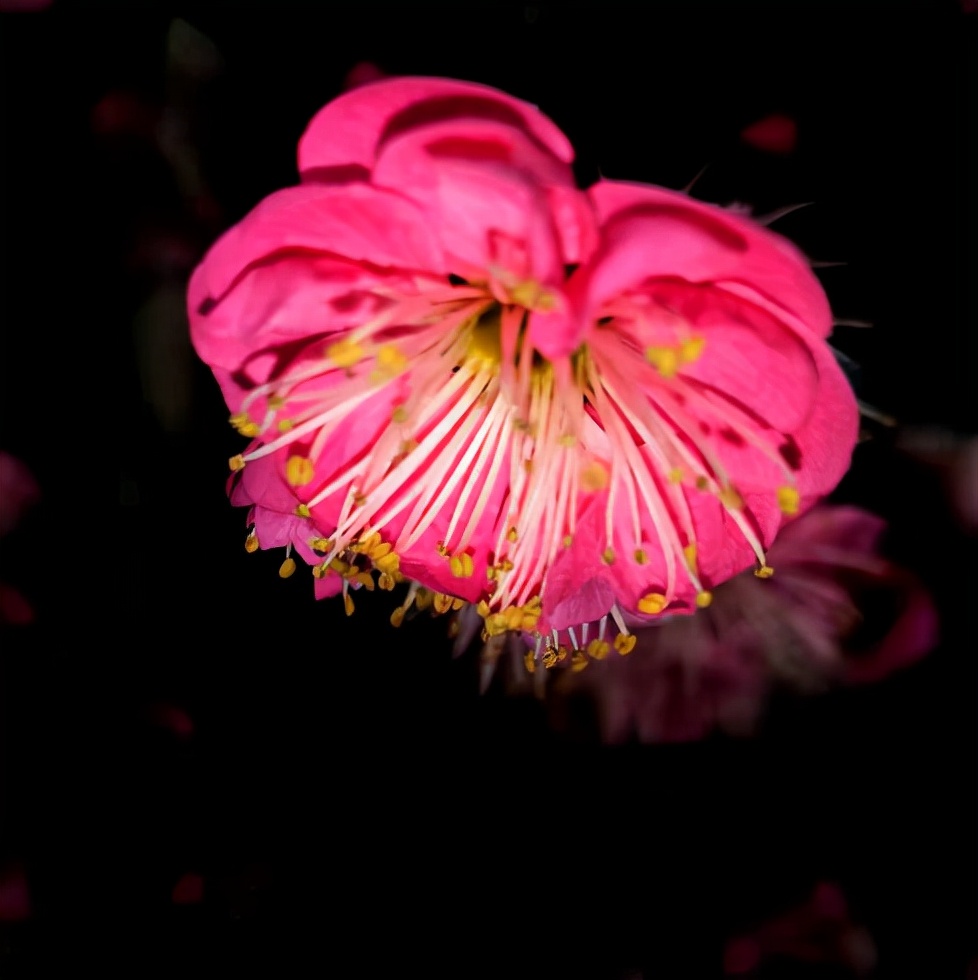 蓝天孤鹤：近作选辑