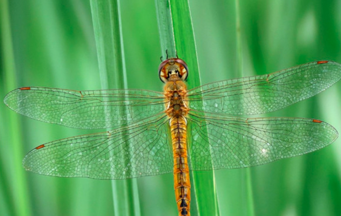 薄翅蜻蜓不足1克重，却能飞行6400公里，打破生命极限值