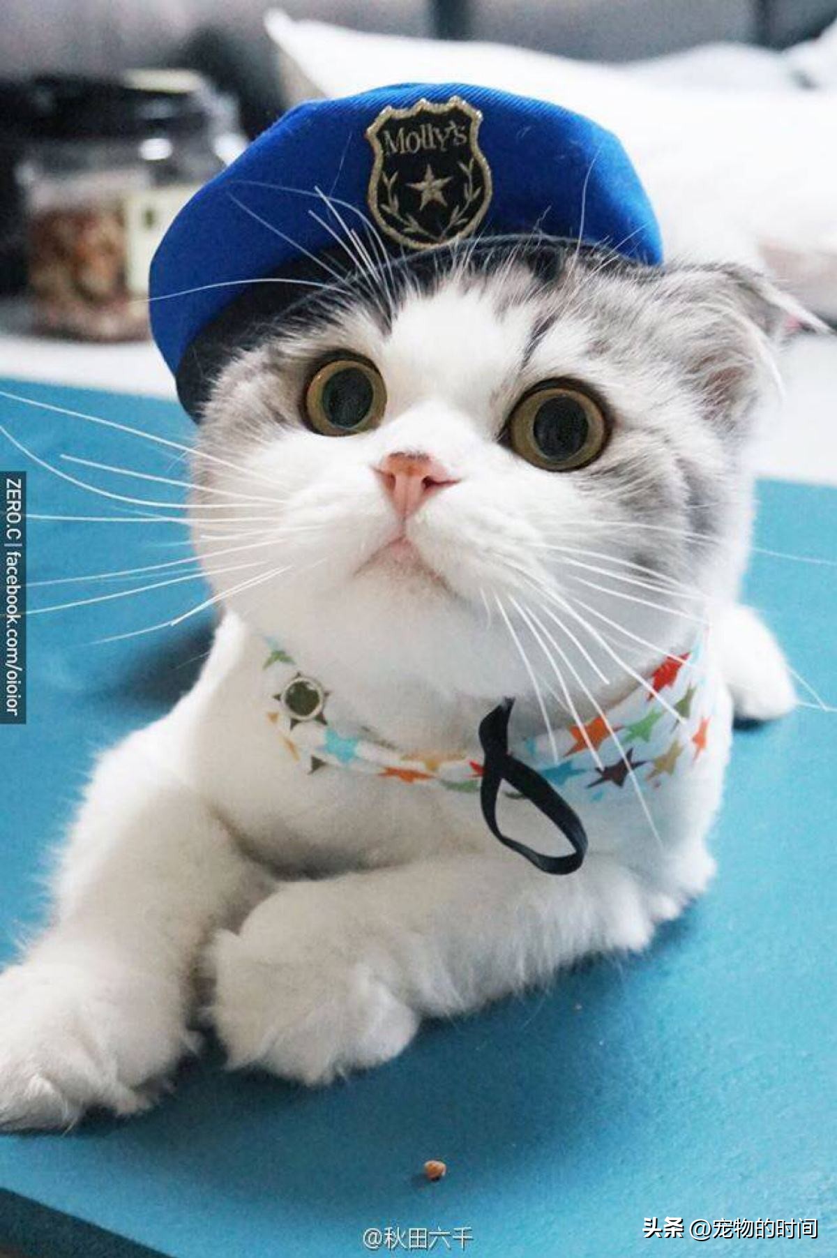 猫的心思你不懂,猫的忧伤你不懂