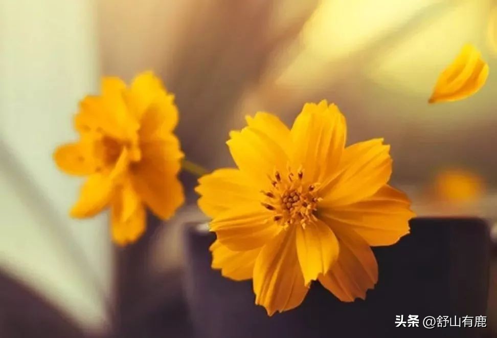 一个人让你有了心痛的感觉,一个人让你产生错觉