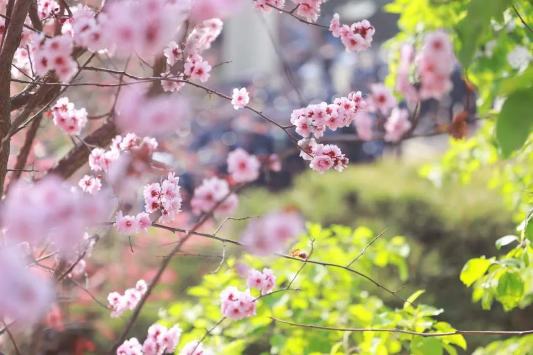 警花表白同为民警的新郎,警花燕子电影完整版
