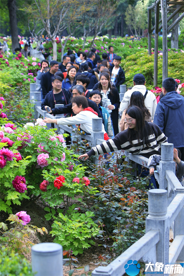 花开时节动京城最美不过洛阳城,四月洛阳美如画千年帝都是花城