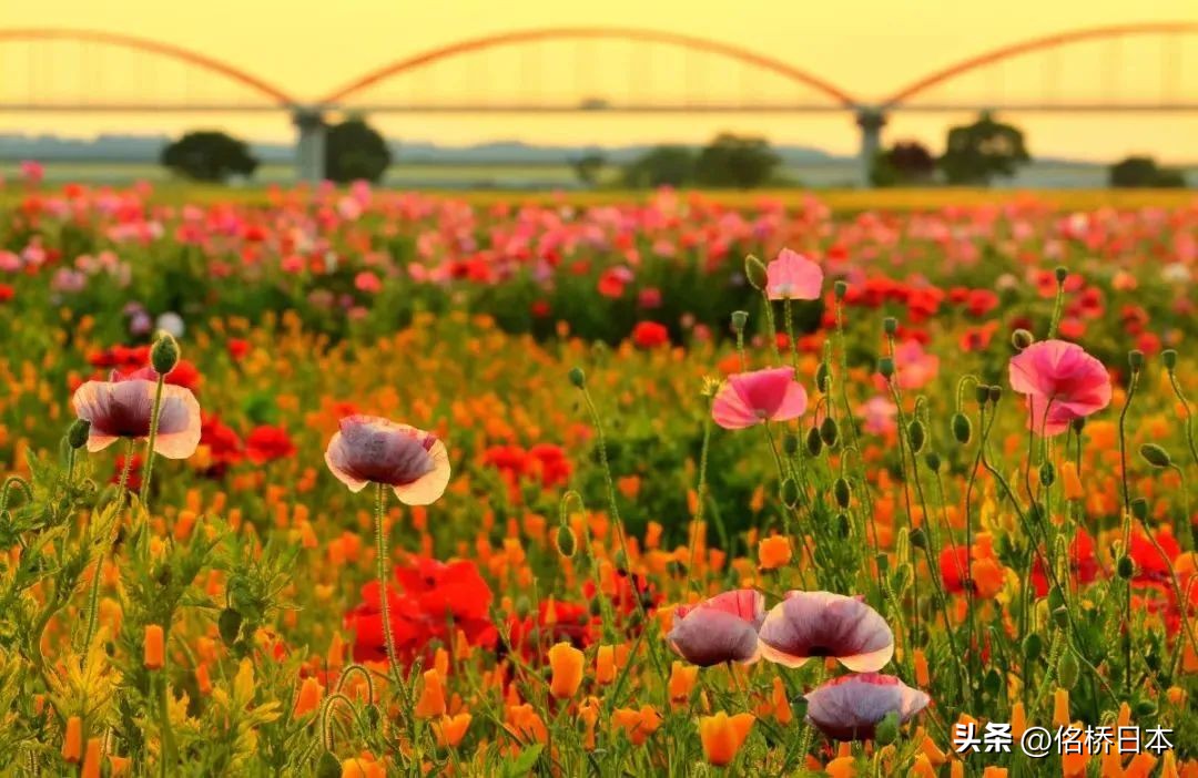 在最浪漫的时节抵达日本会变得幸运呢