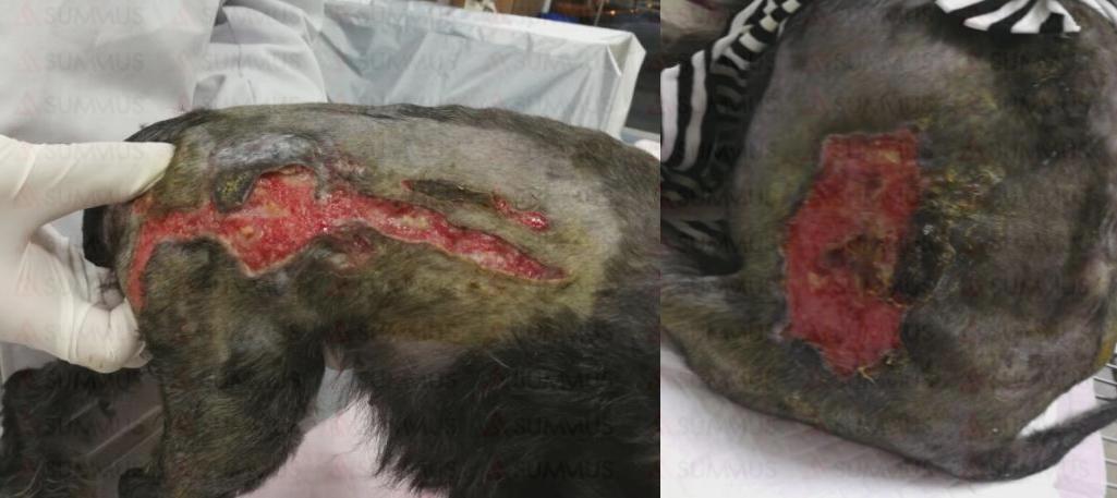 狗狗被烫伤了怎么办？兽医激光治疗仪来帮忙