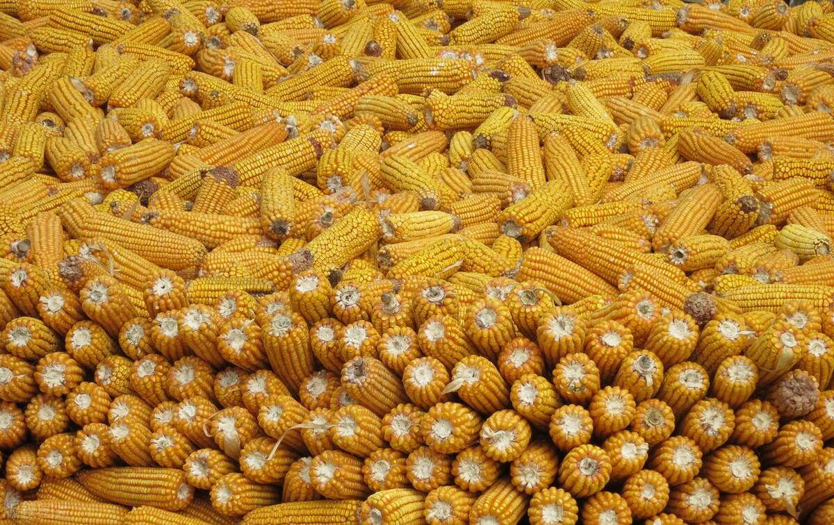 2022年山东玉米价格行情走势分析,玉米价格最新行情2023走势