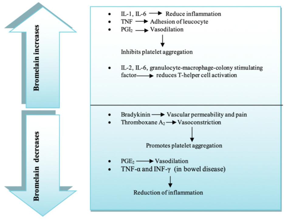 各种消化酶的作用,消化酶由哪些产品组成