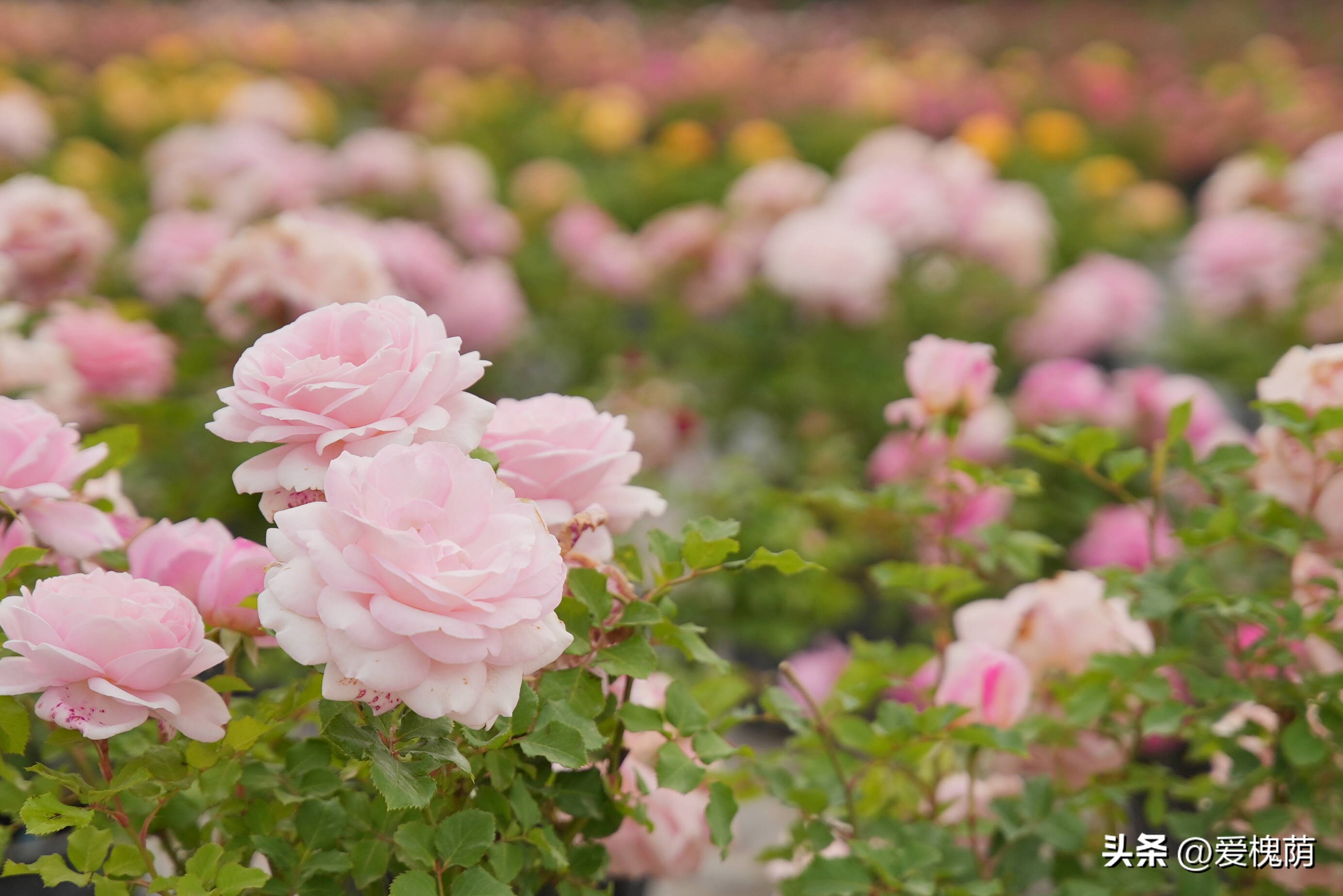 爱拍照的你怎能错过,拍照送给爱拍照的你