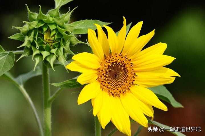 南沙黄山鲁森林公园一日游,广州南沙古港一日游攻略