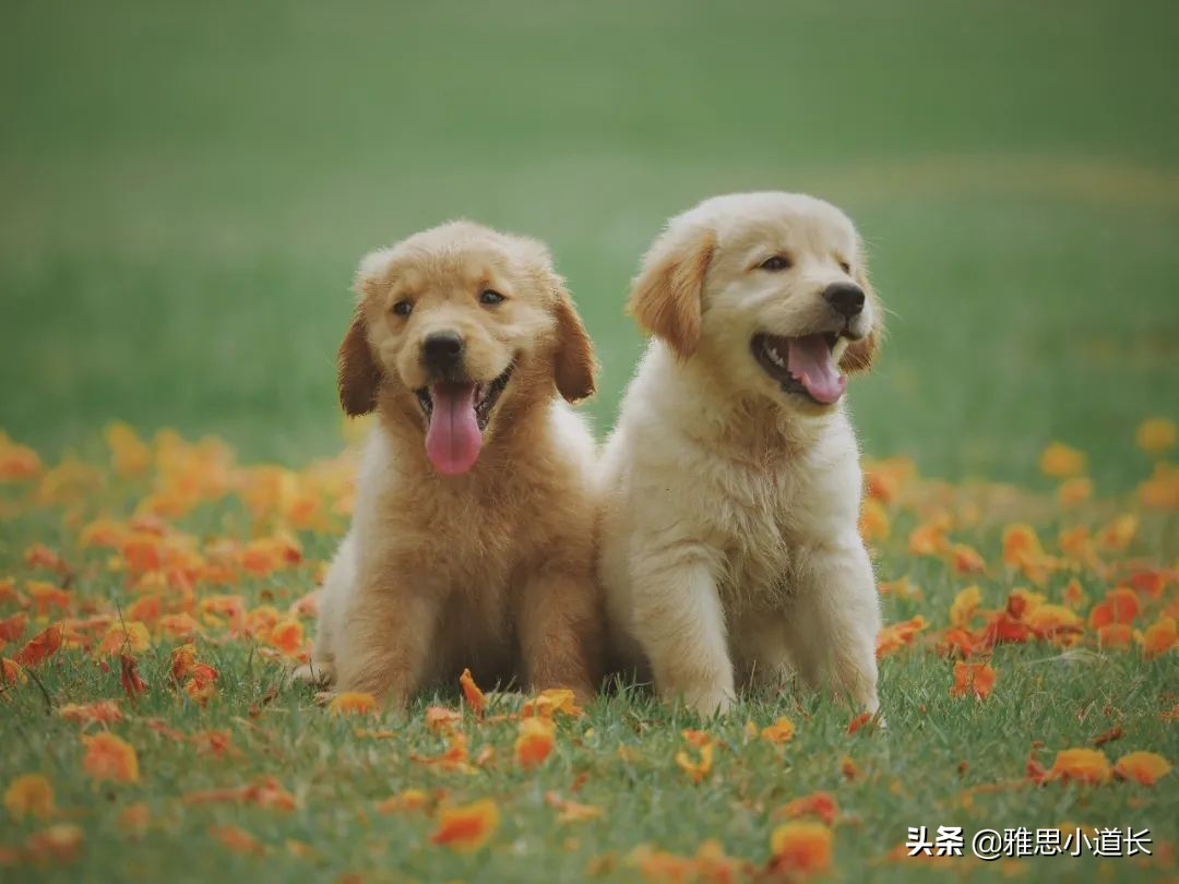 一般举个例子用什么缩写代替,英语中e.g.是哪个单词的缩写