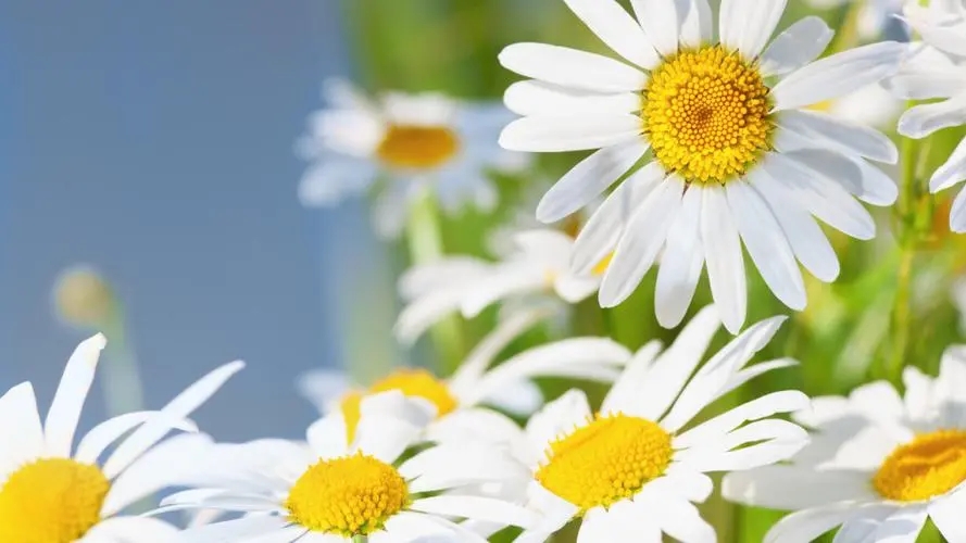 菊花酒的酿法大全,古代菊花酒是怎么酿的