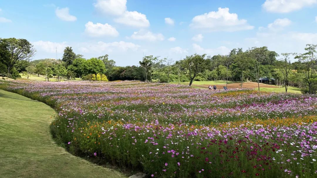 厦门花海景点最新,厦门最近的花海