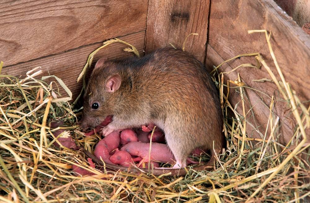 母老鼠怎么灭鼠,灭老鼠的最佳方法