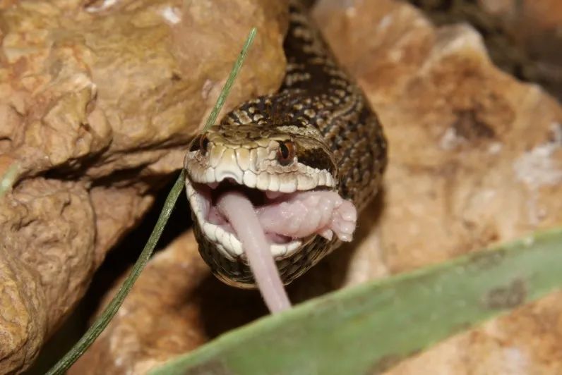 「原来欧洲有这么多种蛇？！」偷师卡塞尔的豢龙大师·下