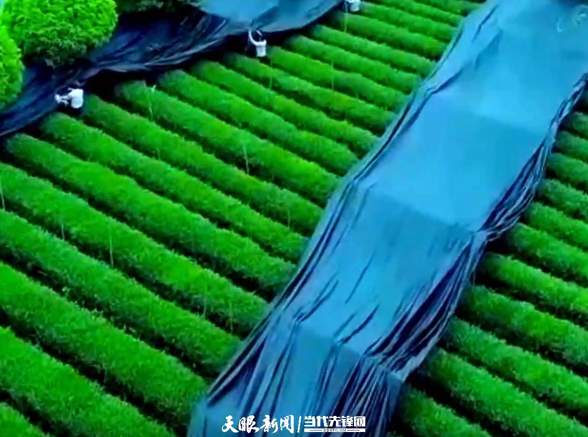 “你饮咗茶未啊？”那就来杯贵州茶