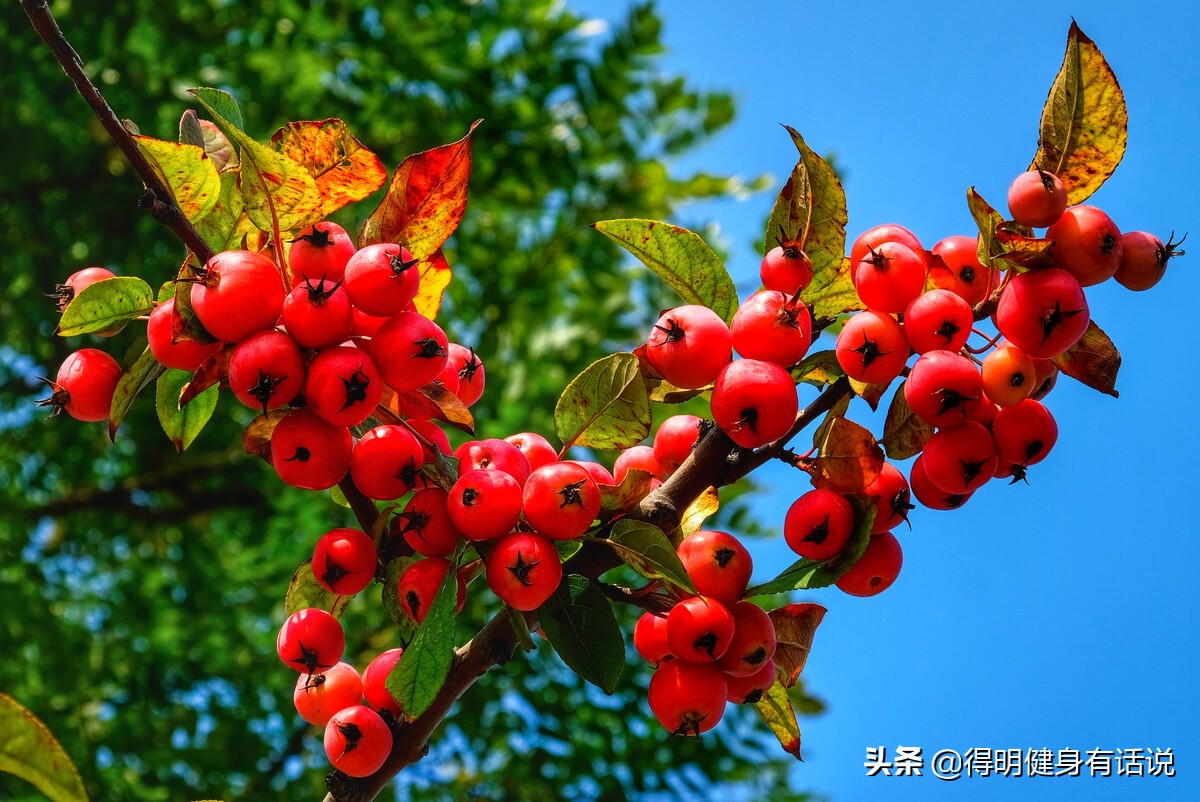 为什么吃山楂会消食,吃山楂真的可以开胃吗