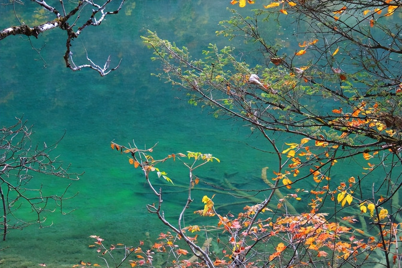 四川旅游导游推荐,四川成都自由行怎么找当地的导游