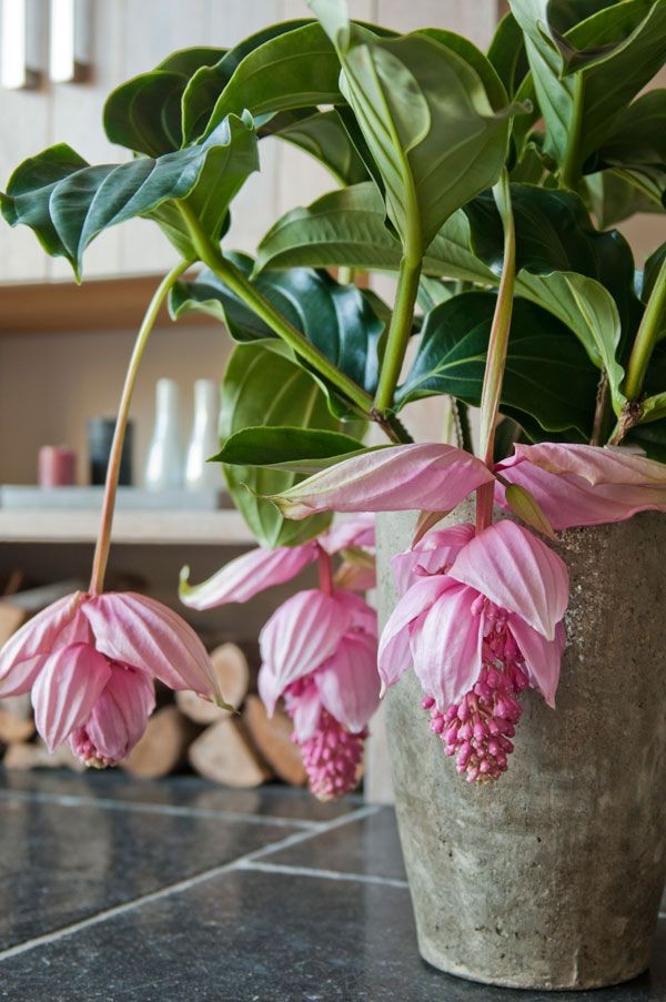 年花盆栽怎么搭配,明年还可以开花的年花盆栽