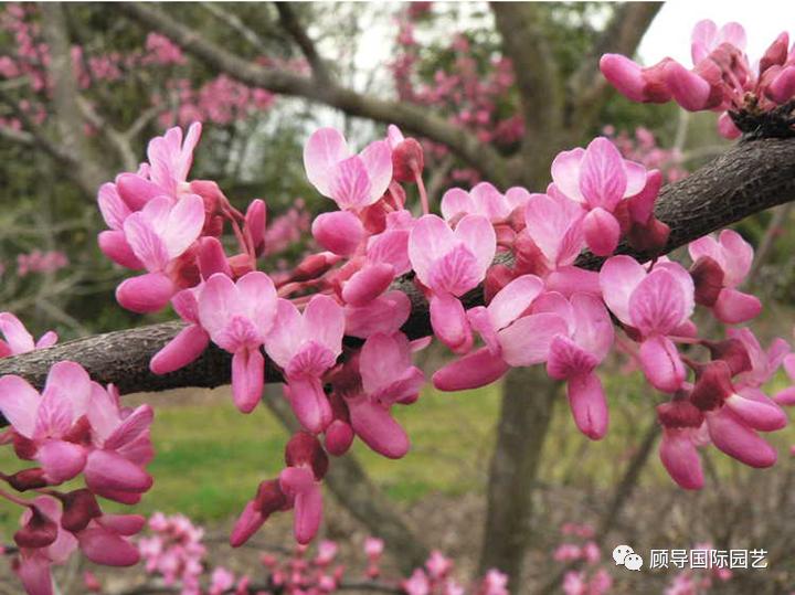 南方人爱不够的紫荆花，北方人懵了：“这哪儿是紫荆花啊？”
