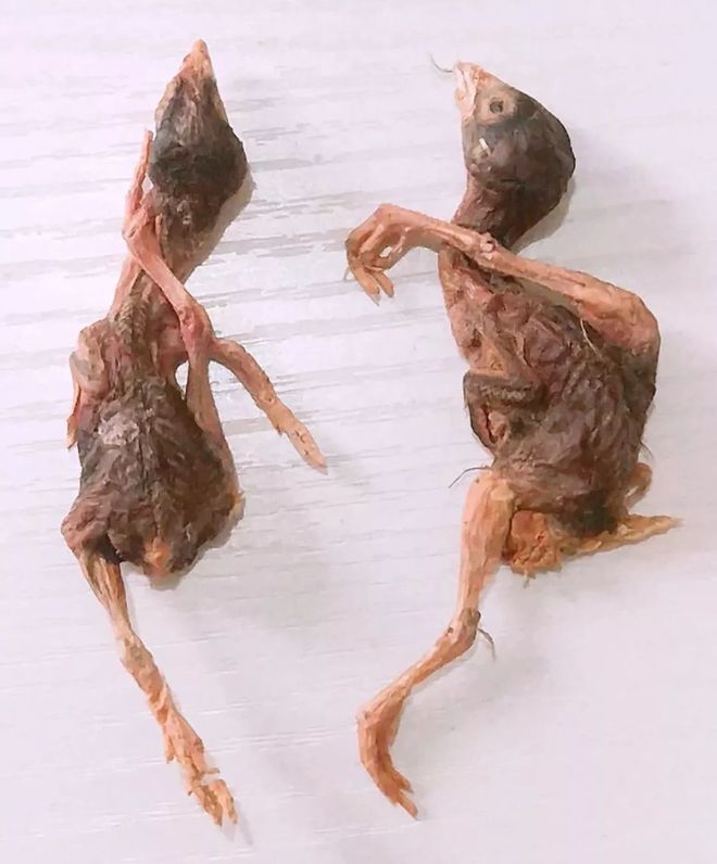 哪些食物对猫咪有益,6种食物小猫咪也很适合