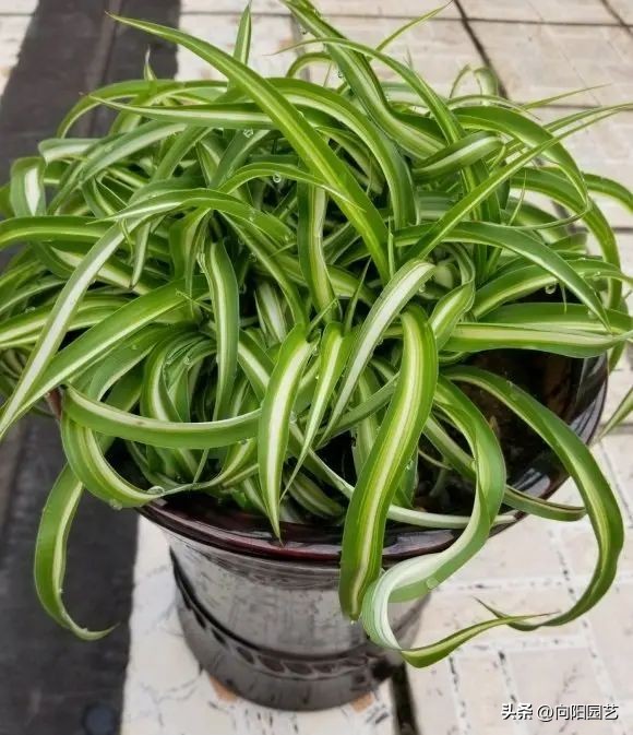 非常耐阴的绿植非常适合室内养护,家养最好养的绿植推荐