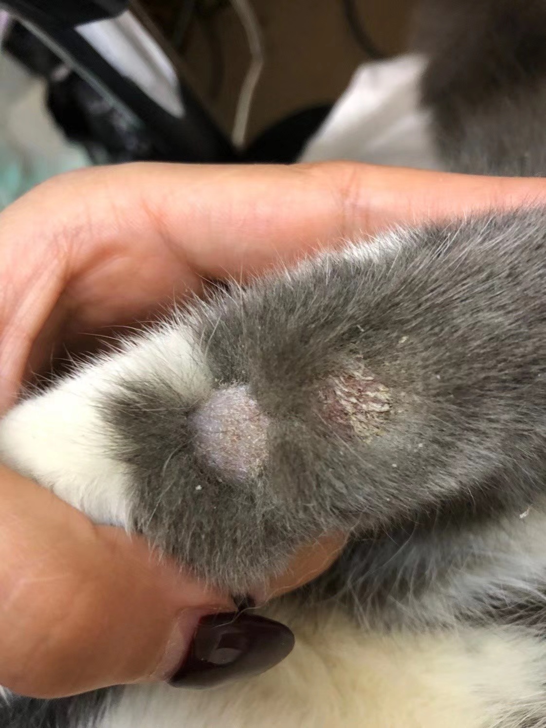 肤曲康治疗猫癣怎么样,猫癣宠物医院治疗费用