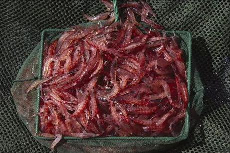 谁是世界上最干净的生物南极磷虾,最膨胀的生物南极磷虾