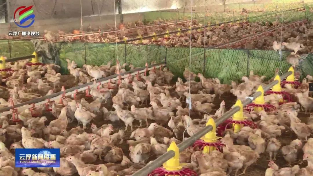 向上突围丨智慧养殖，云安这家企业养出生态“南药鸡”