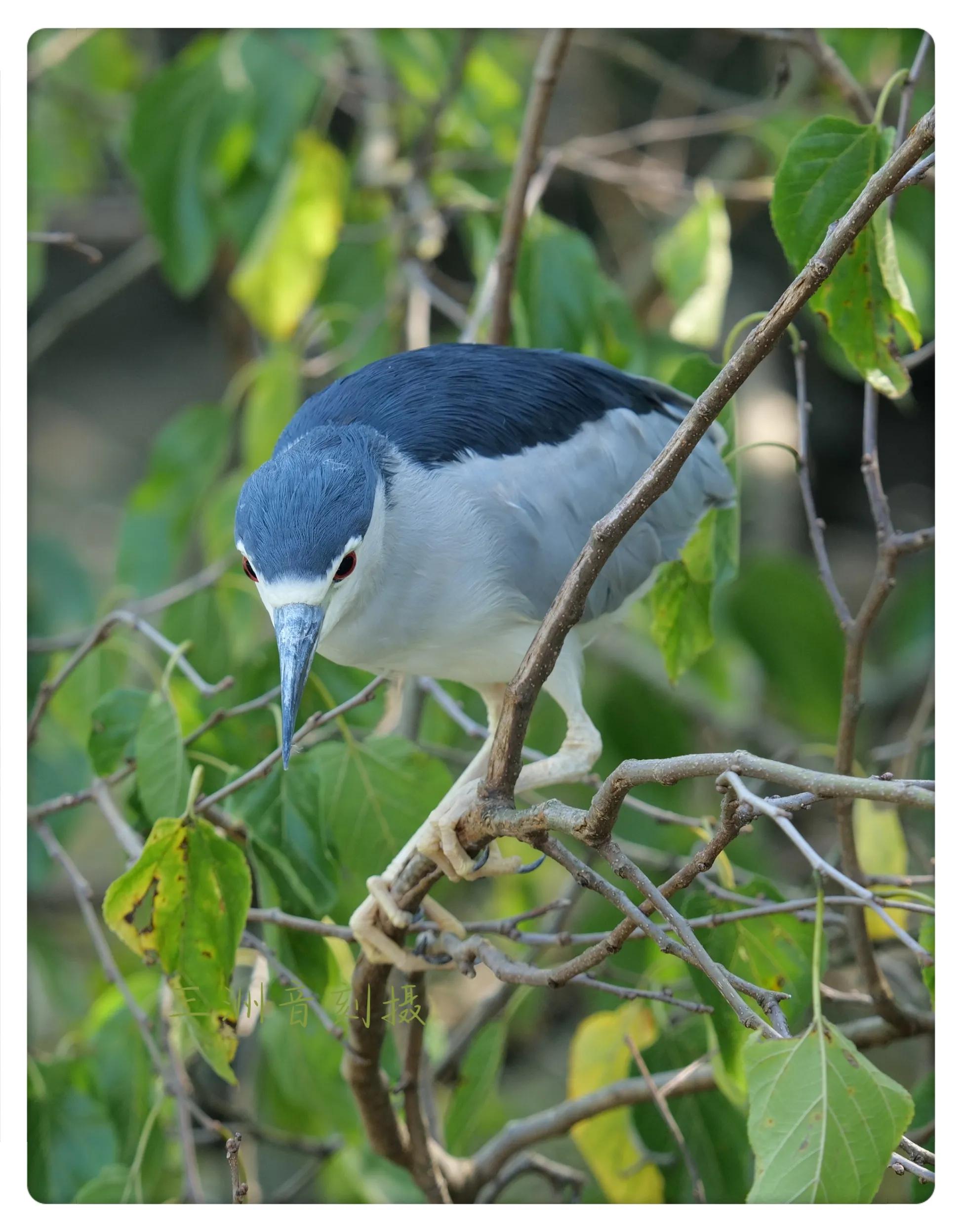 上海国际汽车城安亭,上海安亭国际汽车城