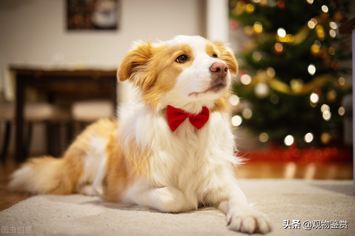 狗的毛色是什么样子的,狗的不同毛色是什么