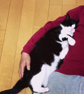 奶牛猫真的每一只都傻吗,原来奶牛猫是这样诞生的