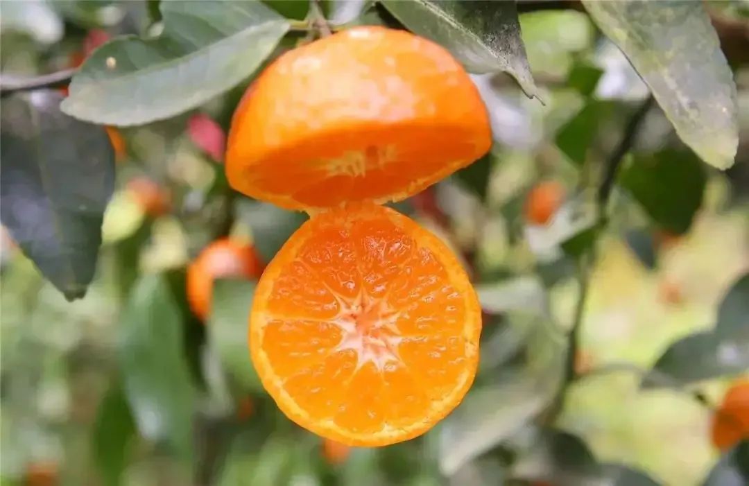 最大的沙糖桔到底有多大,进贡沙糖桔最有名产地