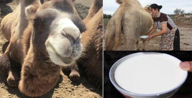 骆驼奶为什么只有奶粉,骆驼奶为什么不脱脂