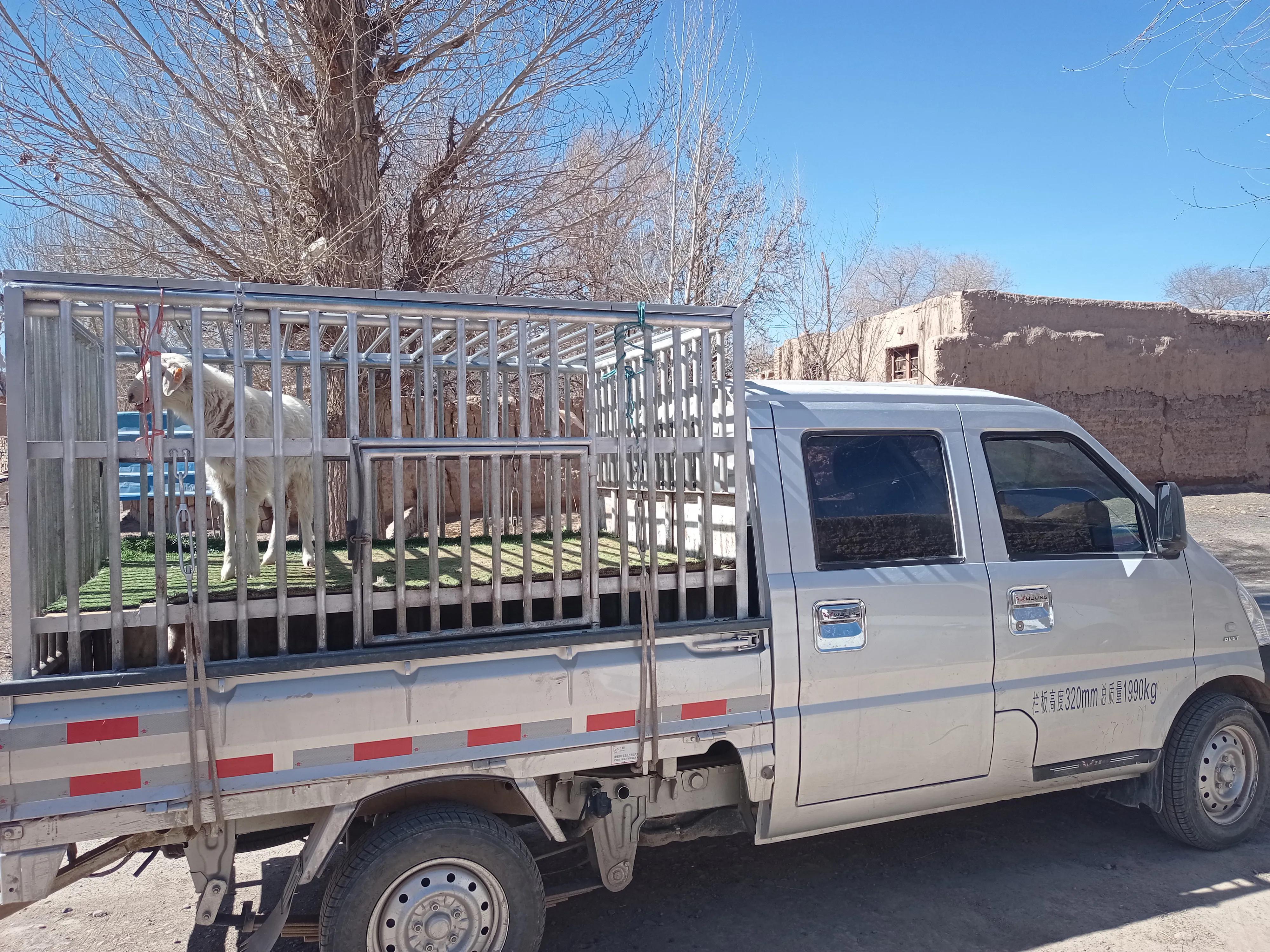 散户养殖羊注意事项,散户养羊怎么赚钱