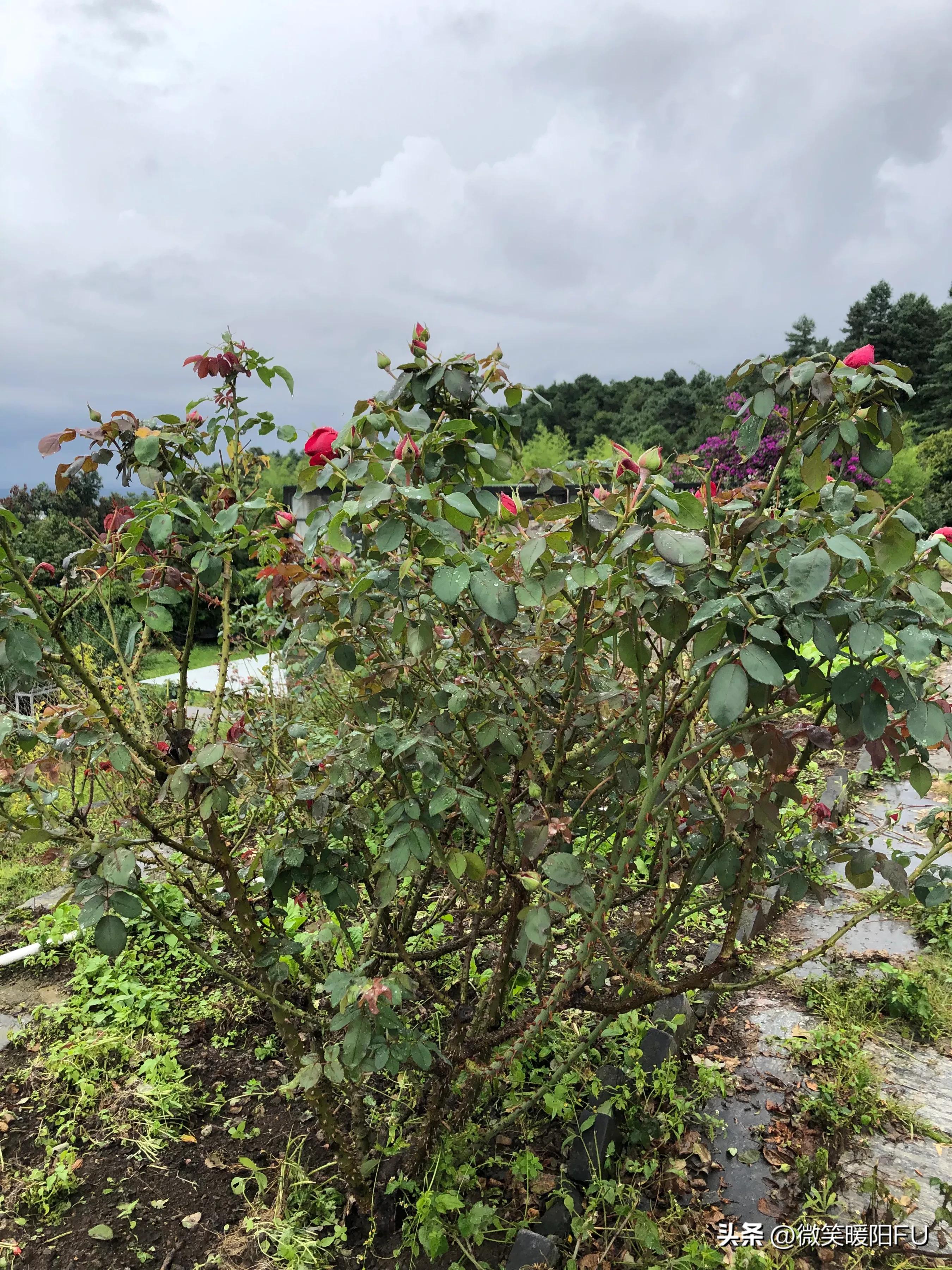 品尝墨红玫瑰,娇艳动人免费阅读