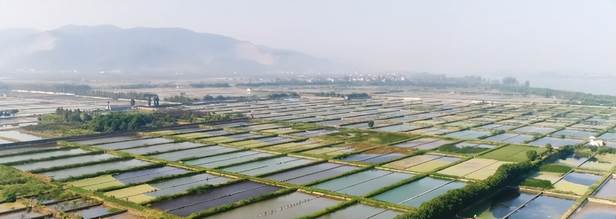 甲鱼壳子裂了出点血会死吗,甲鱼壳坏了自己会长好吗