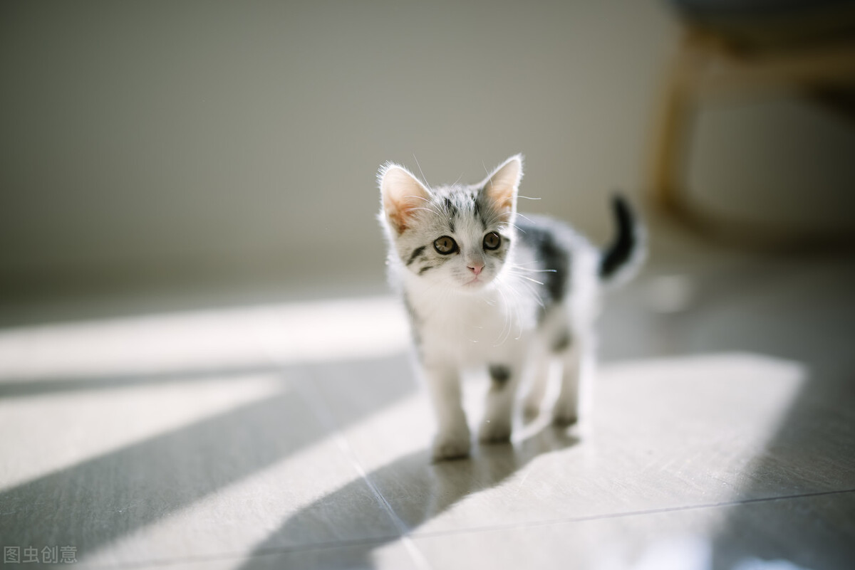 如何预防猫瘟最有效的方法,猫瘟致死