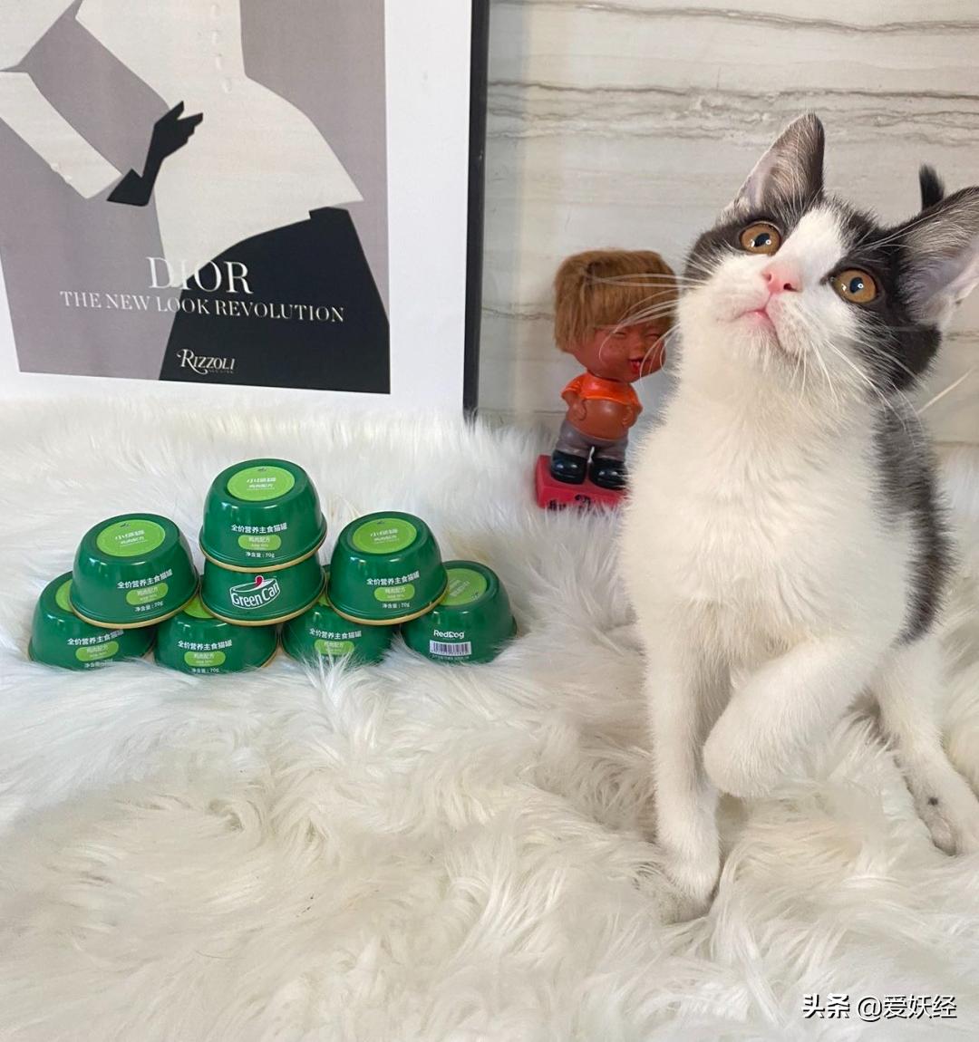 红狗小绿罐怎么样,月销量1000算不算冷门车