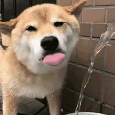 狗狗老舔尿道是什么原因,狗狗舔别的狗尿是什么原因